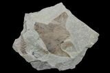 Fossil Fern (Neuropteris & Macroneuropteris) Plate - Kentucky #176765-1